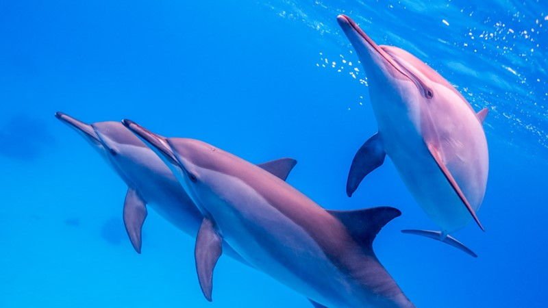Dolphin House Marsa Alam – Schwimmen mit Delfinen