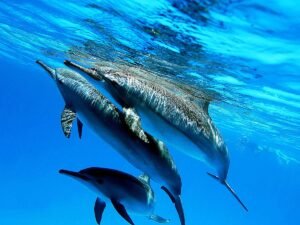 Dolphin House: Schwimmen mit Delfinen in Hurghada