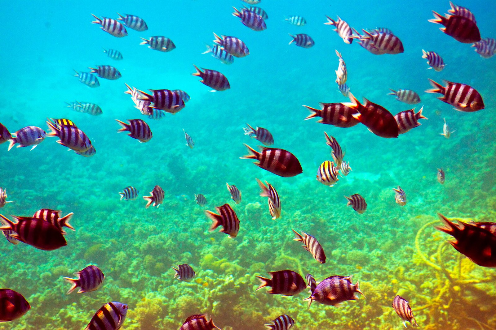 Sharm el Naga Snorkeling - Marsa Alam