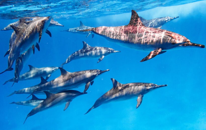 Sataya Marsa Alam - Schwimmen mit Delfinen